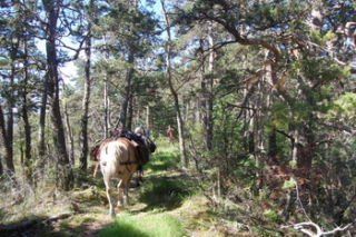 Dans la forêt