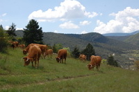 troupeau de vaches