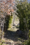 haies de buis au dessus du cimetière