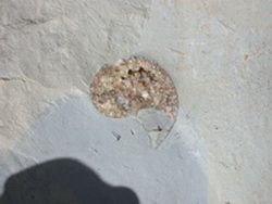 fossile