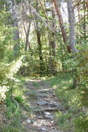 Le bois de hêtresbsous le col