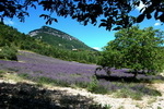 Champ de lavandes