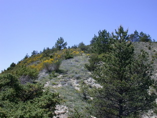 La colline