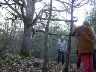 montée dans le bois