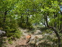 dans le bois de chênes